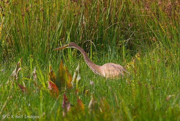 Purple Heron