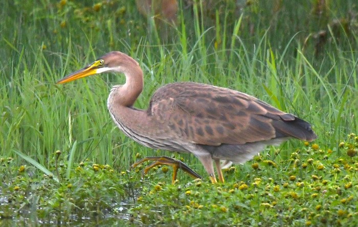 Purple Heron
