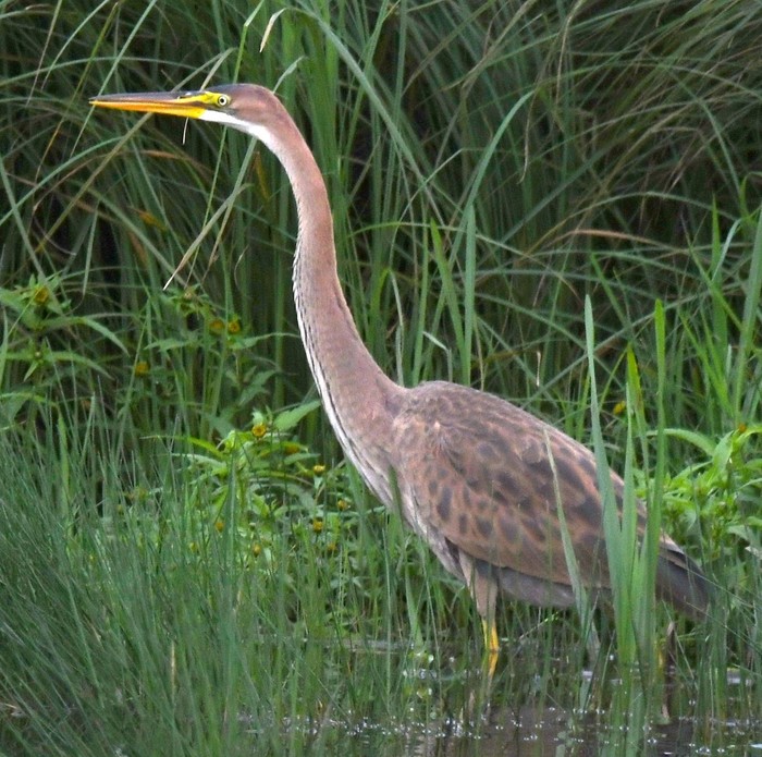 Purple Heron