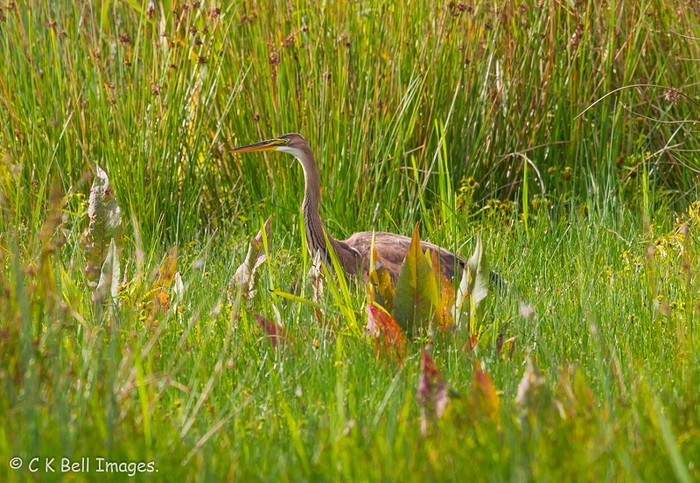 Purple Heron