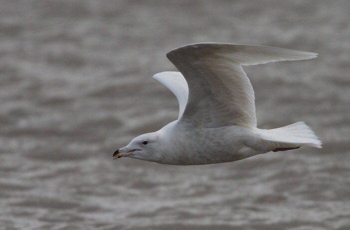 Glaucous Gull