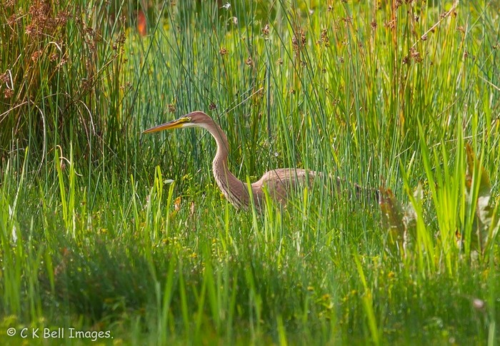 Purple Heron