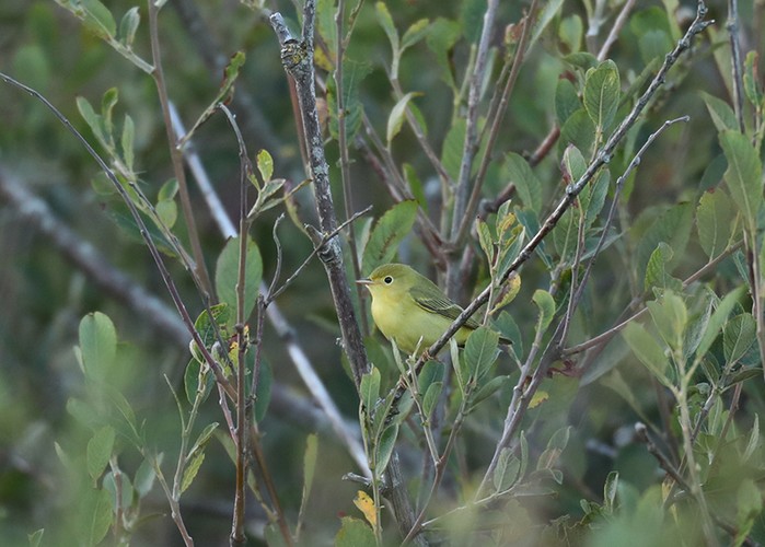 Yellow Warbler
