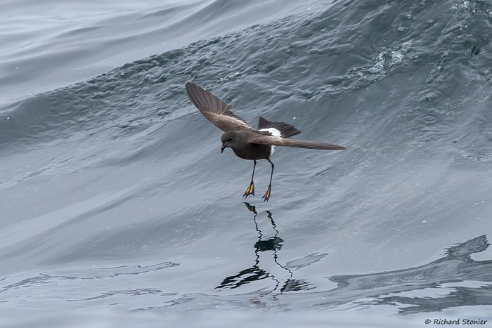 Wilson's Petrel