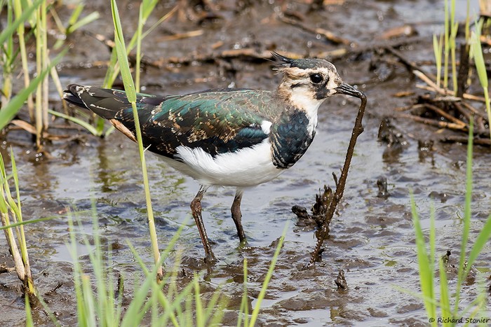 Lapwing
