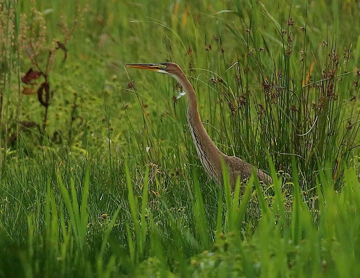 Purple Heron
