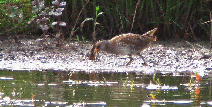 Spotted Crake
