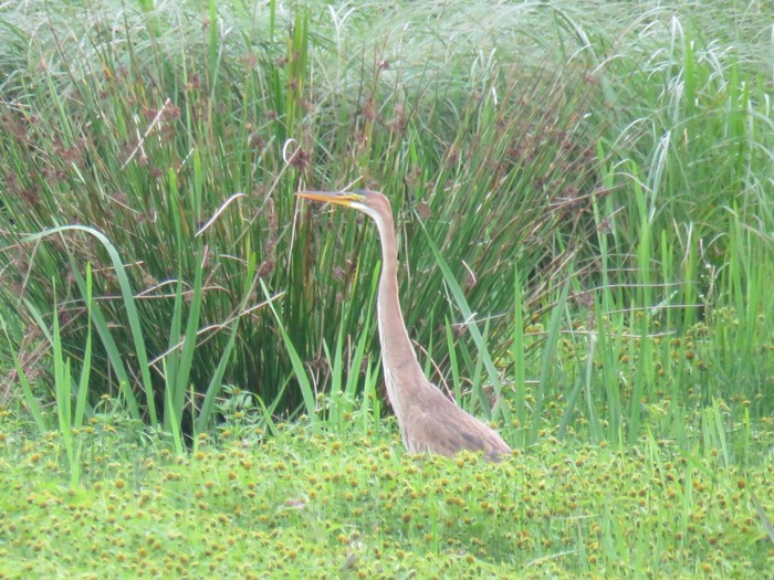 Purple Heron
