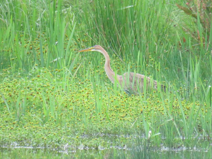 Purple Heron