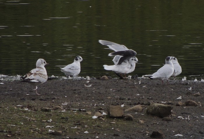 Little Gull