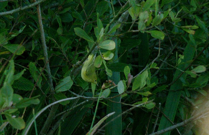 Yellow Warbler