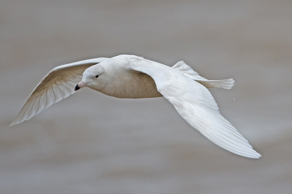 Glaucous Gull