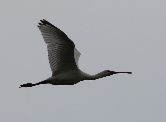 Spoonbill