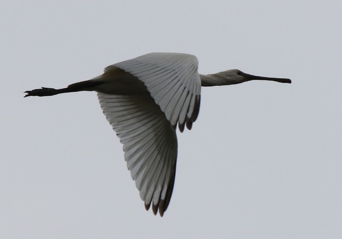 Spoonbill