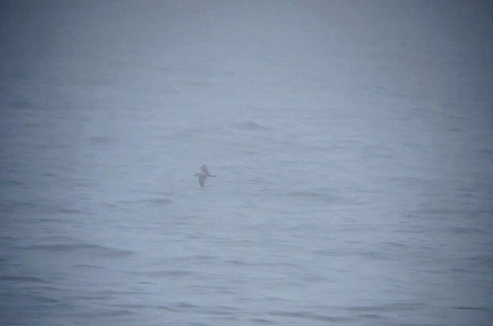 Cory's Shearwater