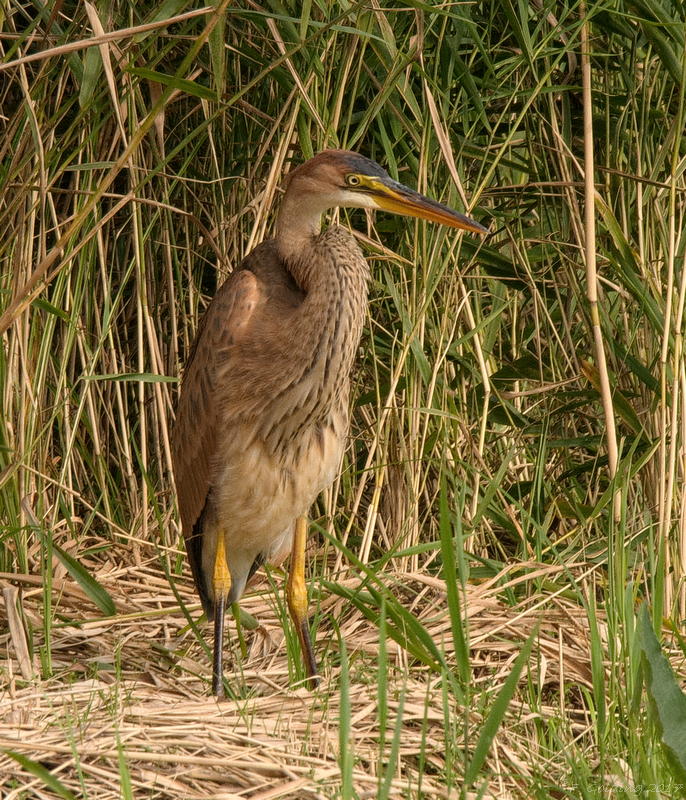 Purple heron
