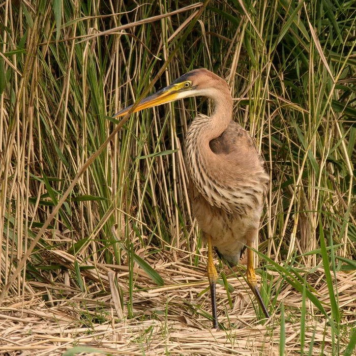 Purple Heron