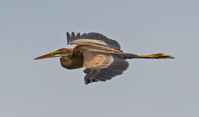 Purple Heron