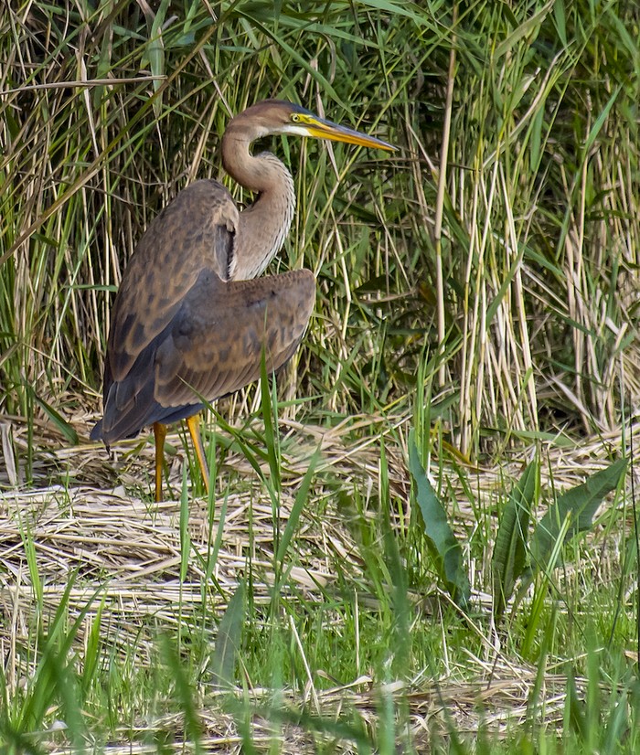 Purple Heron