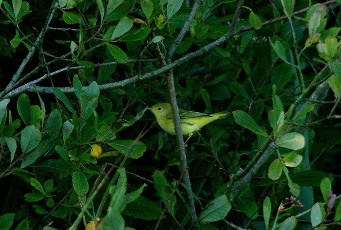 Yellow Warbler