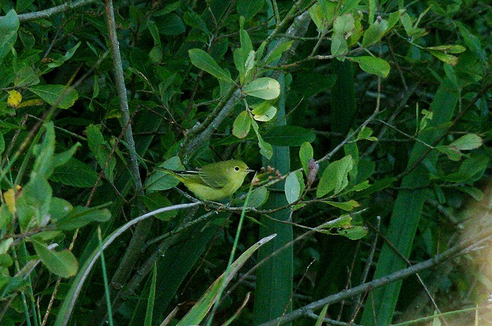 Yellow Warbler