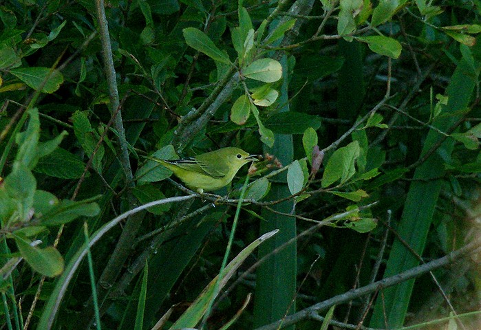 Yellow Warbler