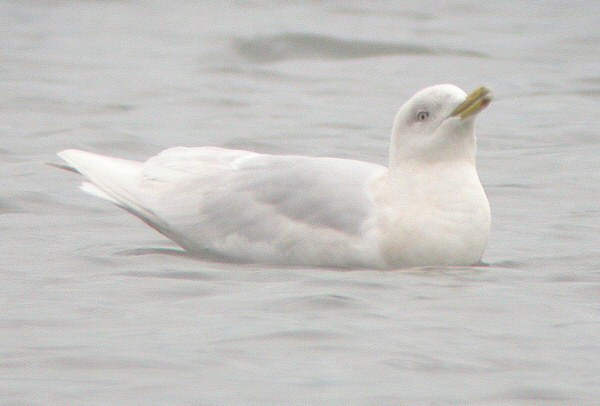 Iceland Gull
