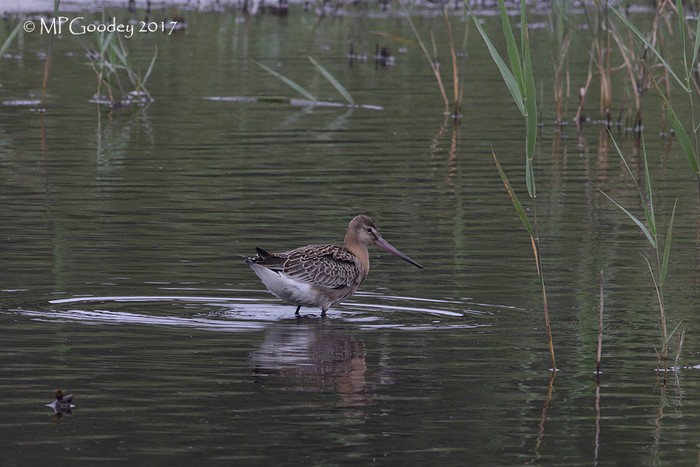 black-tailed Godwit