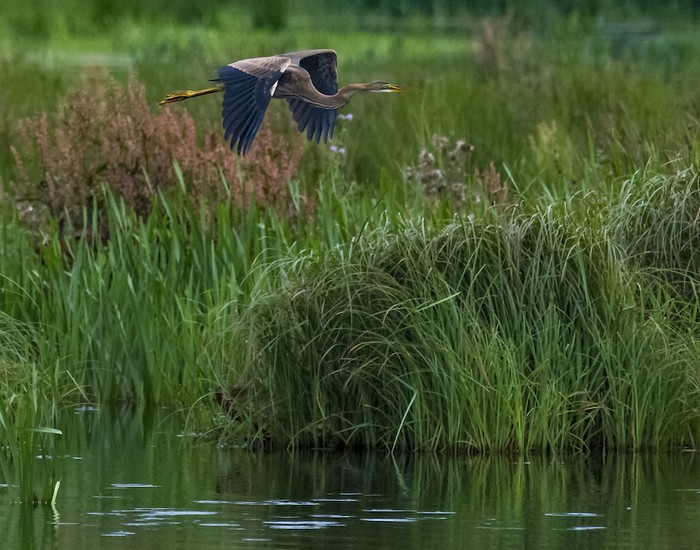 Purple Heron