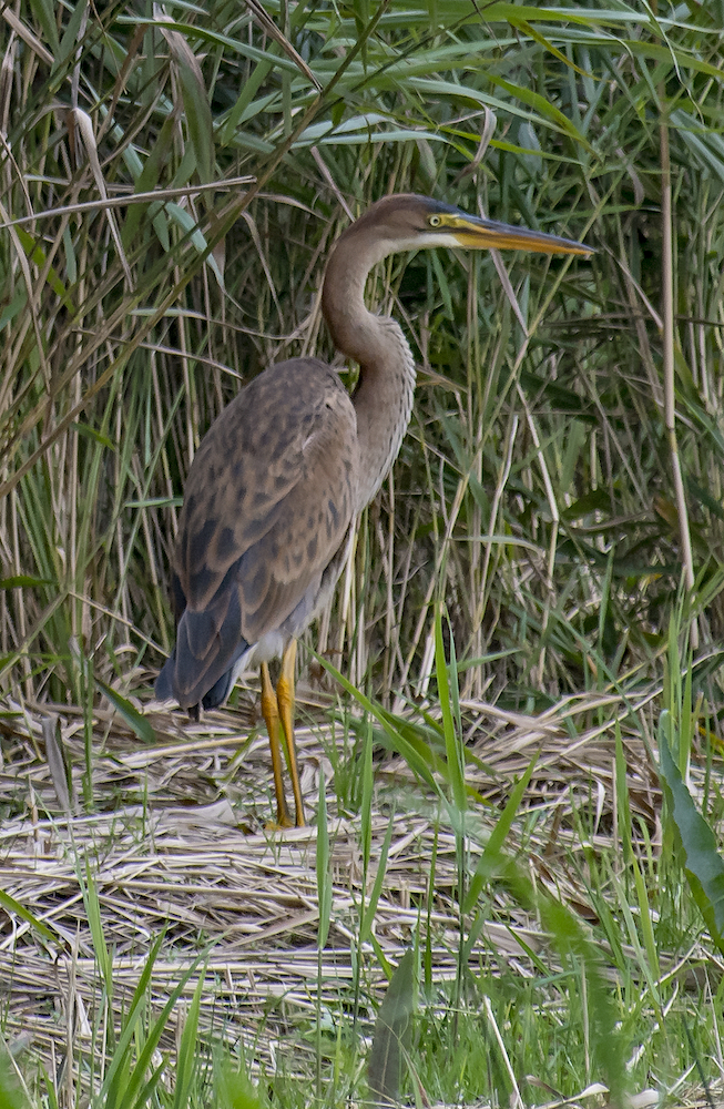 Purple Heron