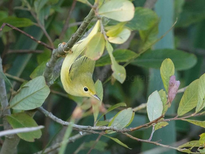 Yellow Warbler
