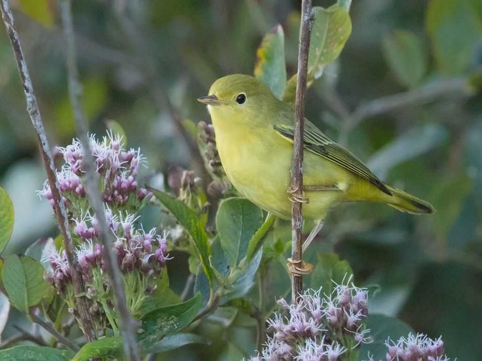 Yellow Warbler