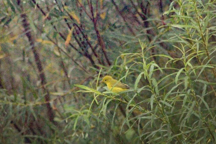 Yellow Warbler