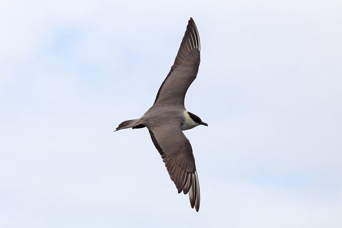 Long-tailed Skua