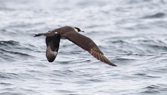 Pomarine Skua