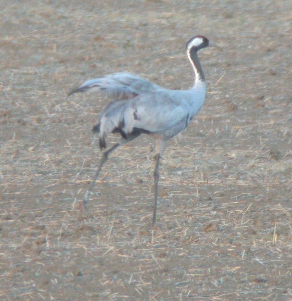 Common Crane