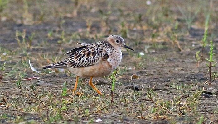 Buff-breasted Sandpiper