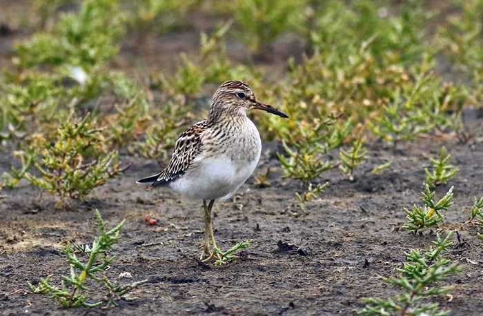 Pectoral Sandpiper