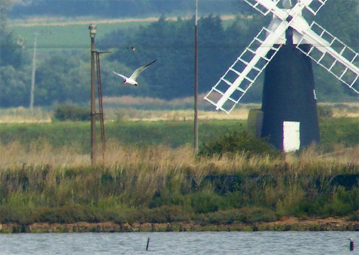 Caspian Tern