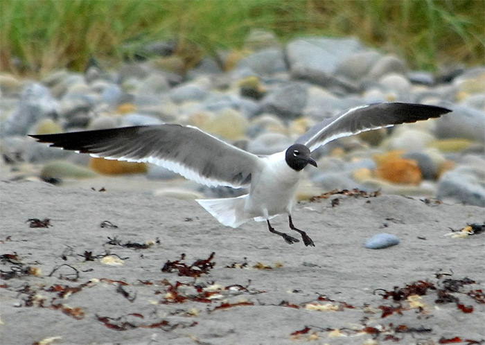 Laughing Gull