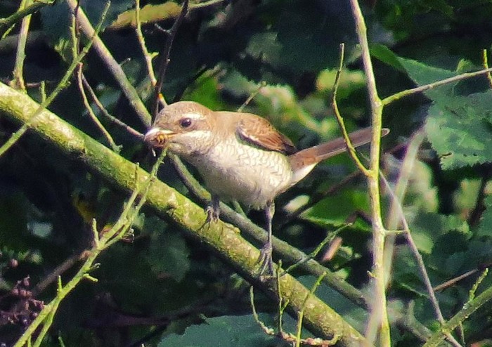 Red-backed Shrike