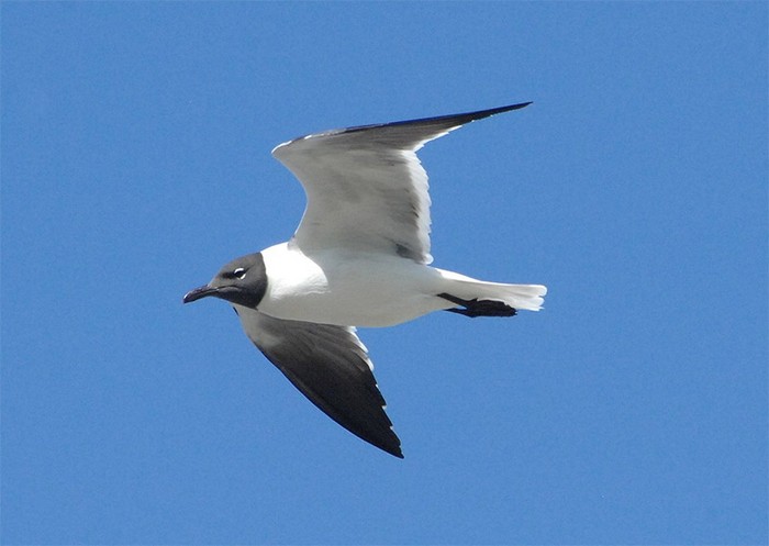 Laughing Gull