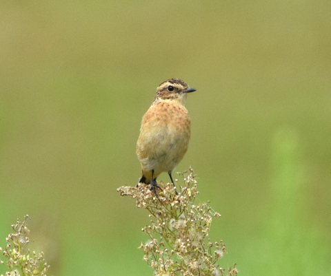 Whinchat
