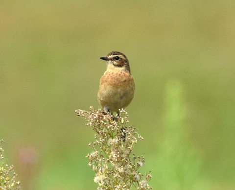 Whinchat