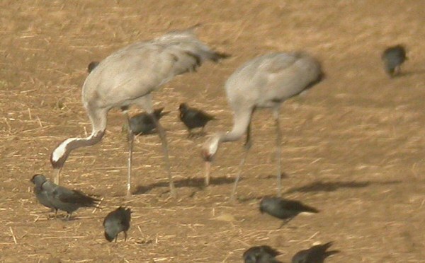 Common Crane