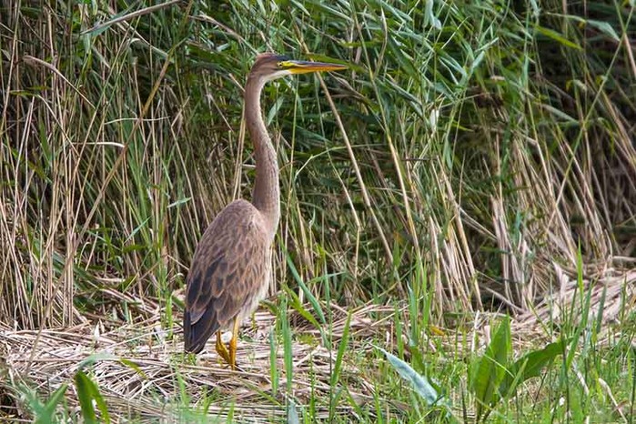 Purple Heron