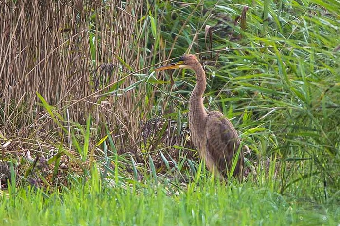 Purple Heron