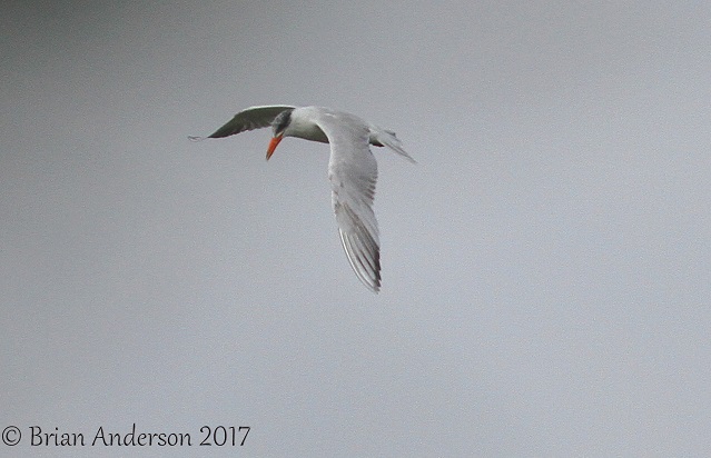 Caspian Tern