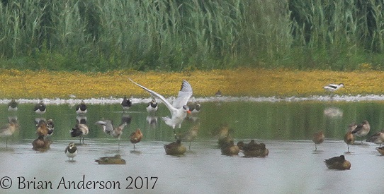 Caspian Tern
