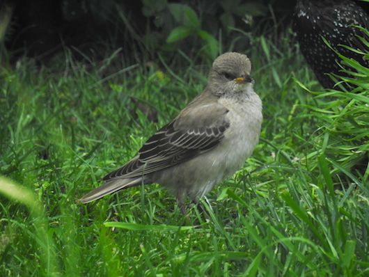Rose-coloured Starling